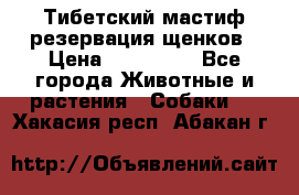 Тибетский мастиф резервация щенков › Цена ­ 100 000 - Все города Животные и растения » Собаки   . Хакасия респ.,Абакан г.